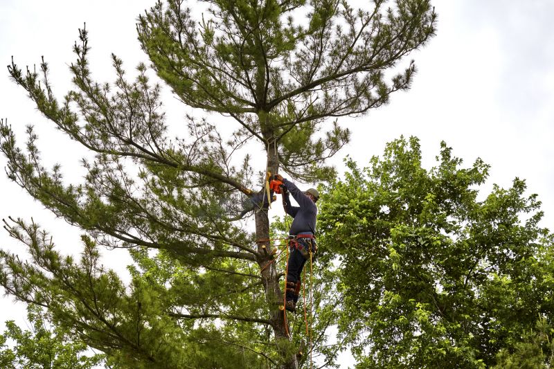 Bird Nest Removal Process