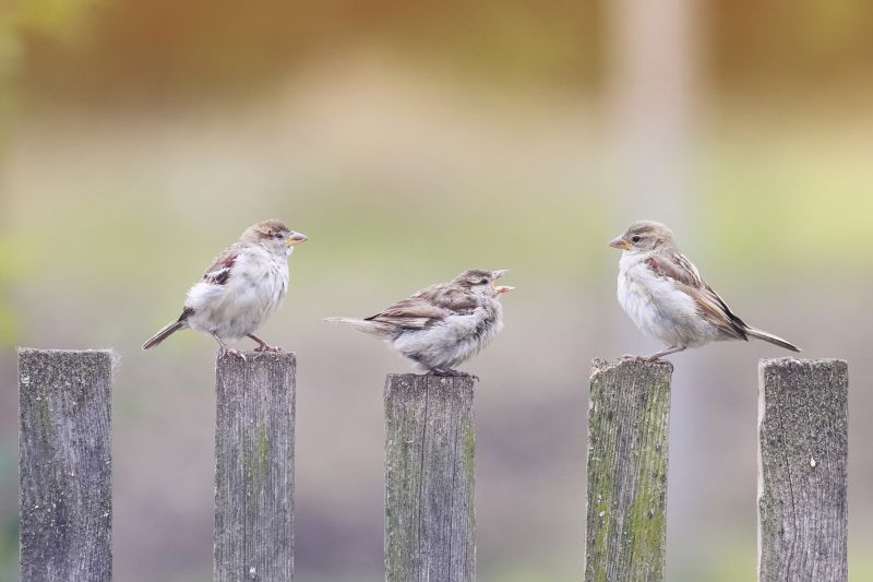 Bird Nest Removal in Summer