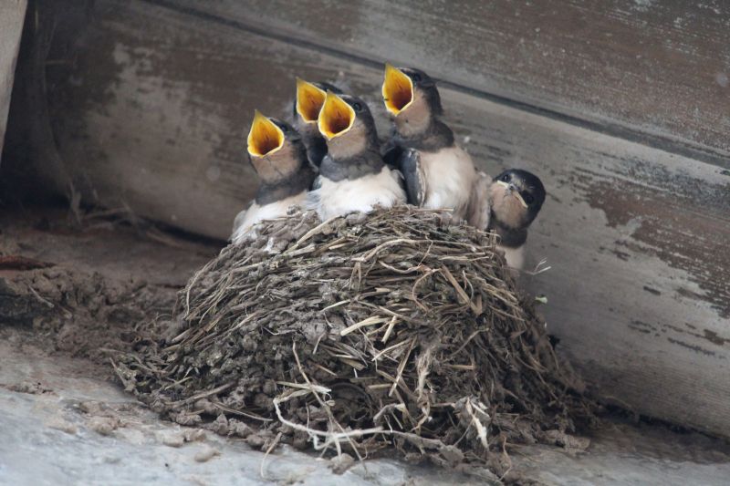 Bird Nest Removal in Attics