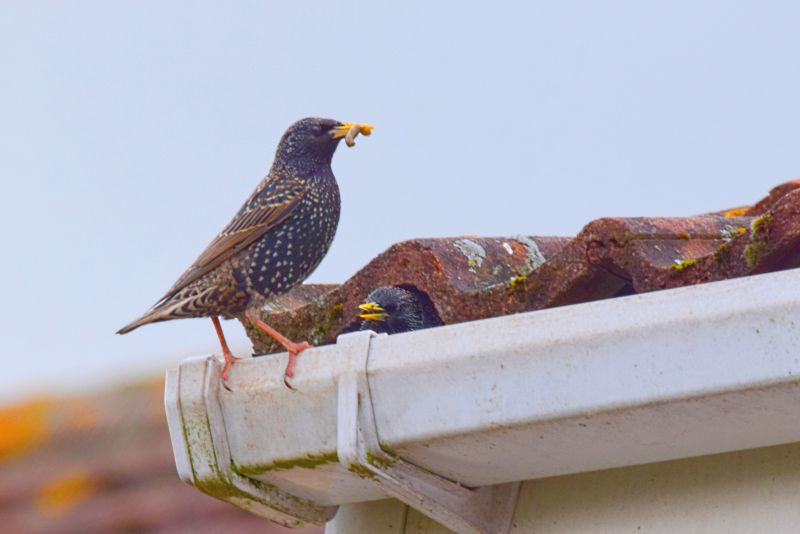 Gutter Bird Nest Removal