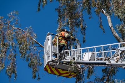 Tree and Roof Nests